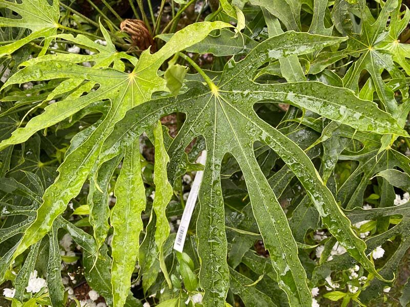 Fatsia polycarpa 'Green Finger', Fête des Plantes printemps, Domaine de Saint-Jean de Beauregard, Saint-Jean de Beauregard (91)