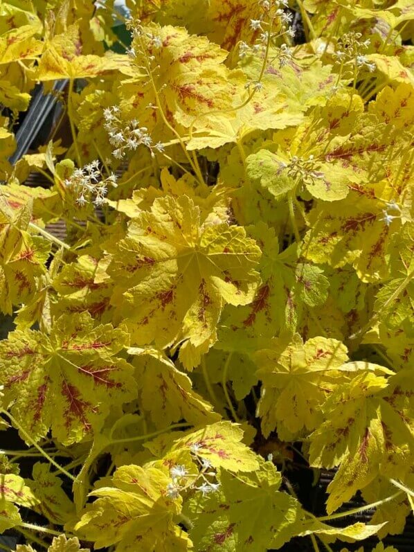 Heucherella 'Solar Power', Journées des Plantes de Chantilly,, Domaine de Chantilly, Chantilly (60)