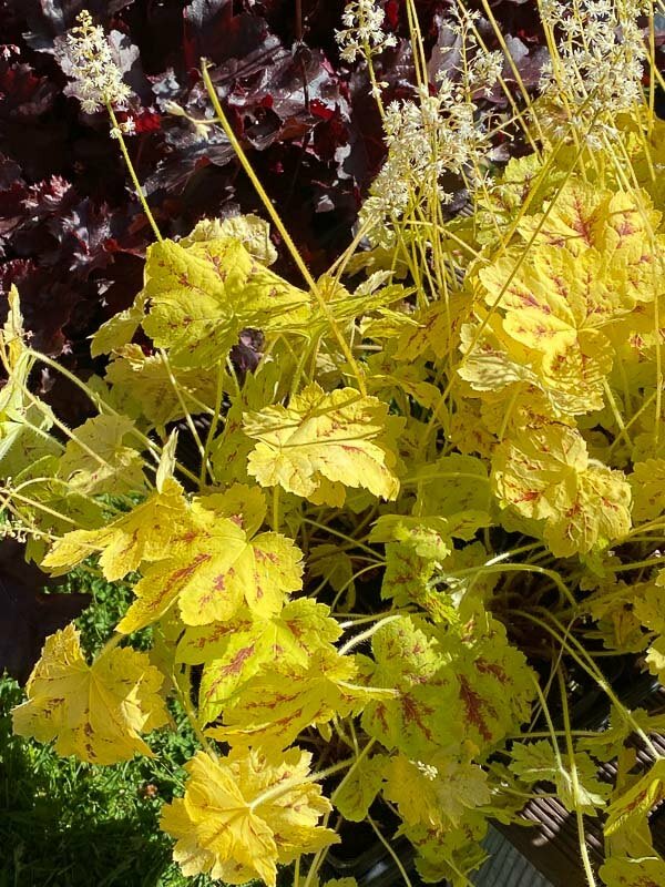 Heucherella 'Solar Power', Journées des Plantes de Chantilly,, Domaine de Chantilly, Chantilly (60)