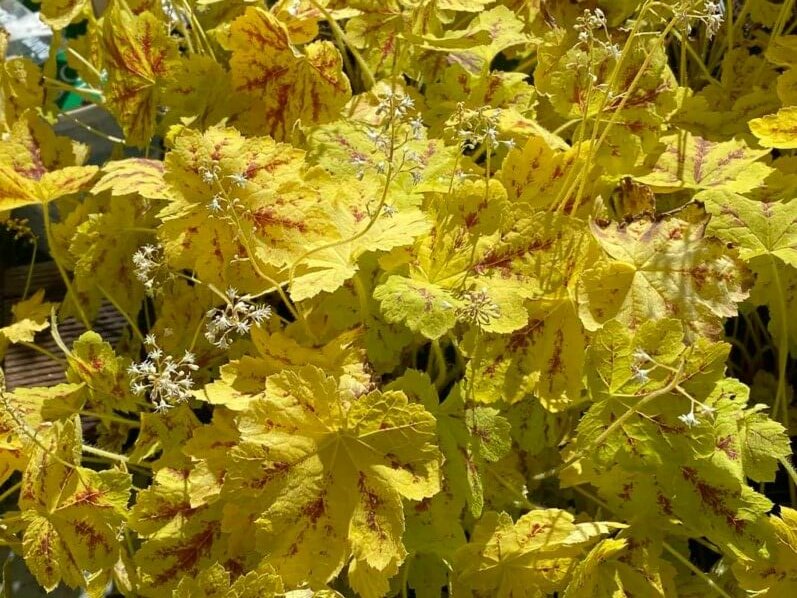 Heucherella 'Solar Power', Journées des Plantes de Chantilly,, Domaine de Chantilly, Chantilly (60)