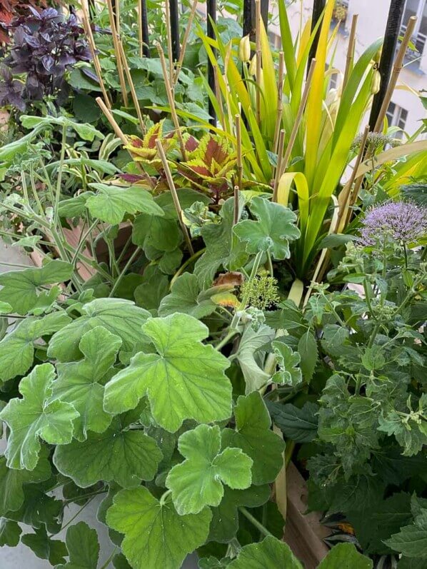 Pelargonium tomentosum et Iris foetida 'Paul's Gold'. En été sur mon balcon parisien, Paris 19e (75)