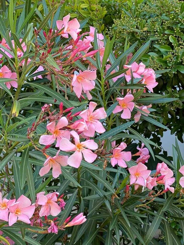 Laurier rose, Nerium oleander, Paris 19ème (75)