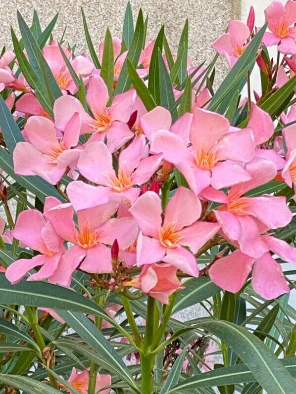 Laurier rose, Nerium oleander, Paris 19ème (75)