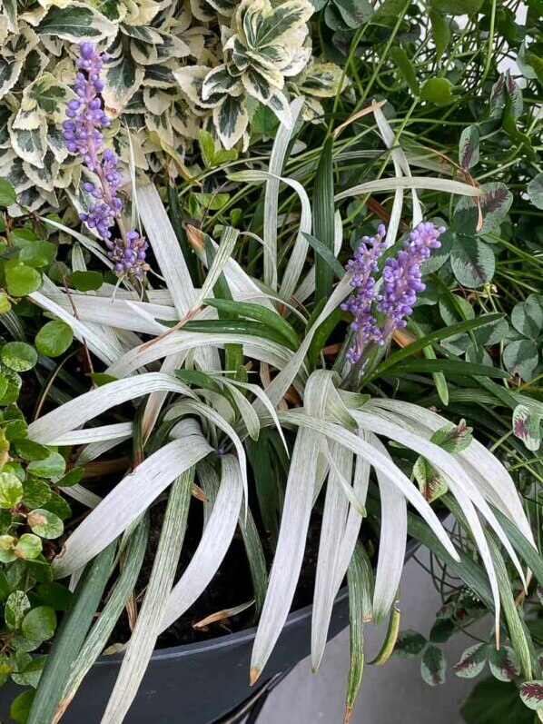 Liriope 'Opina' en été sur mon balcon parisien, Paris 19ème (75)