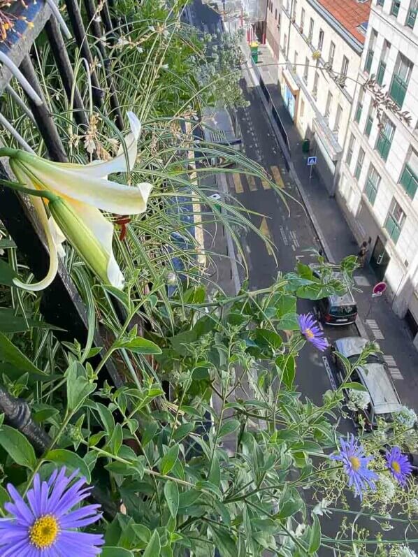 Lis, aster et valériane des jardins en été sur mon balcon parisien, Paris 19ème (75)