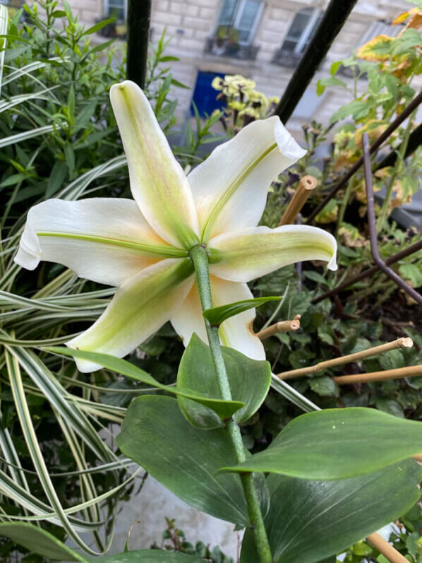 Lis 'Mister Cas' en été sur mon balcon parisien, Paris 19ème (75)