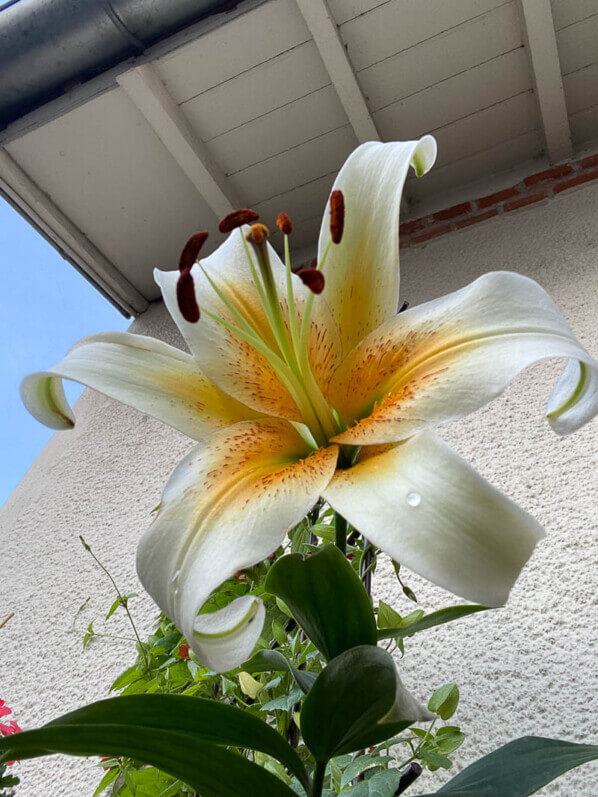 Lis 'Mister Cas' en été sur mon balcon parisien, Paris 19ème (75)