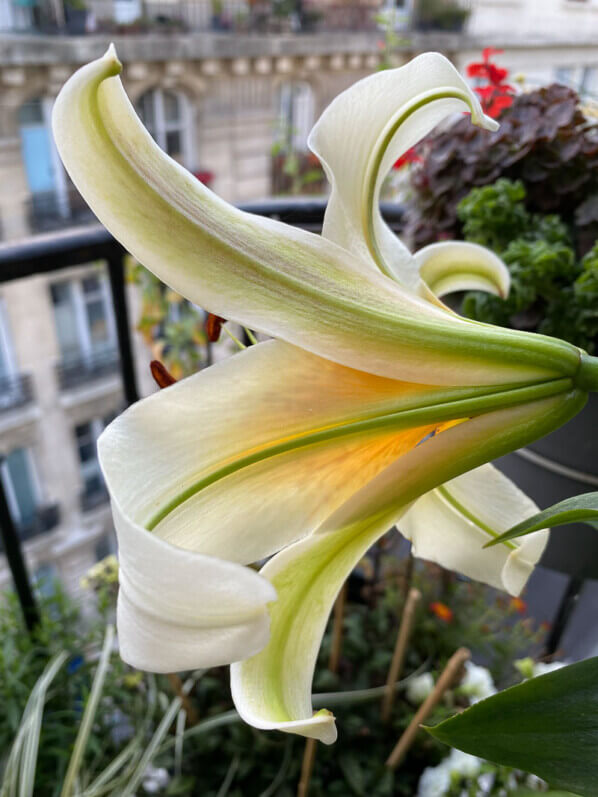 Lis 'Mister Cas' en été sur mon balcon parisien, Paris 19ème (75)