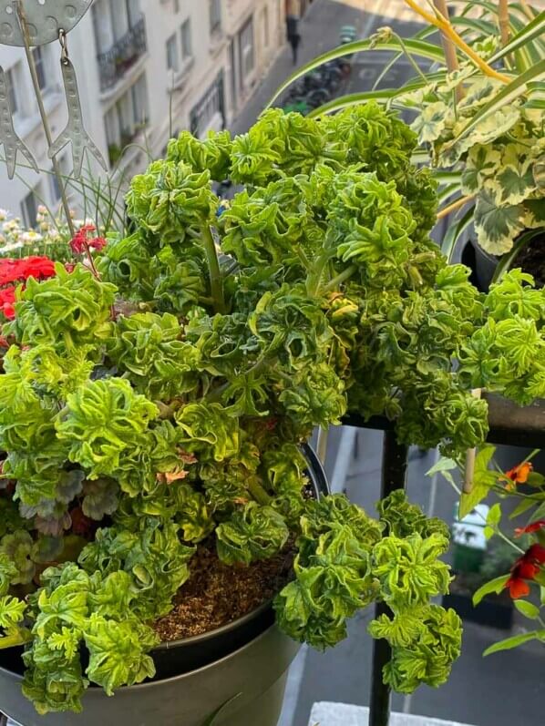 Pelargonium Bontrozaï au début de l'été sur mon balcon parisien, Paris 19ème (75)