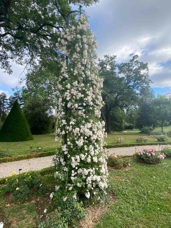 Rosier grimpant 'Fifi sur la volière', roseraie du parc de Bagatelle, Paris 16ème (75)