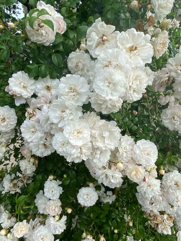 Rosier grimpant 'Fifi sur la volière', roseraie du parc de Bagatelle, Paris 16ème (75)