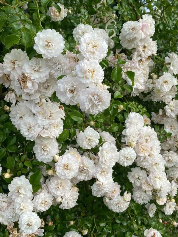 Rosier grimpant 'Fifi sur la volière', roseraie du parc de Bagatelle, Paris 16ème (75)