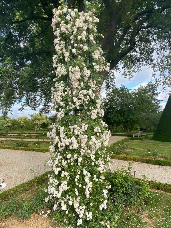 Rosier grimpant 'Fifi sur la volière', roseraie du parc de Bagatelle, Paris 16ème (75)