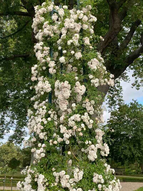 Rosier grimpant 'Fifi sur la volière', roseraie du parc de Bagatelle, Paris 16ème (75)