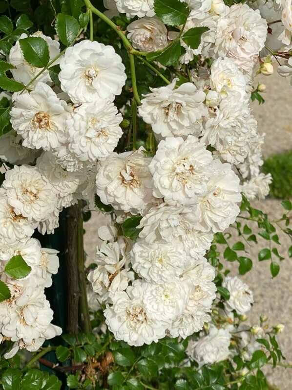 Rosier grimpant 'Fifi sur la volière', roseraie du parc de Bagatelle, Paris 16ème (75)