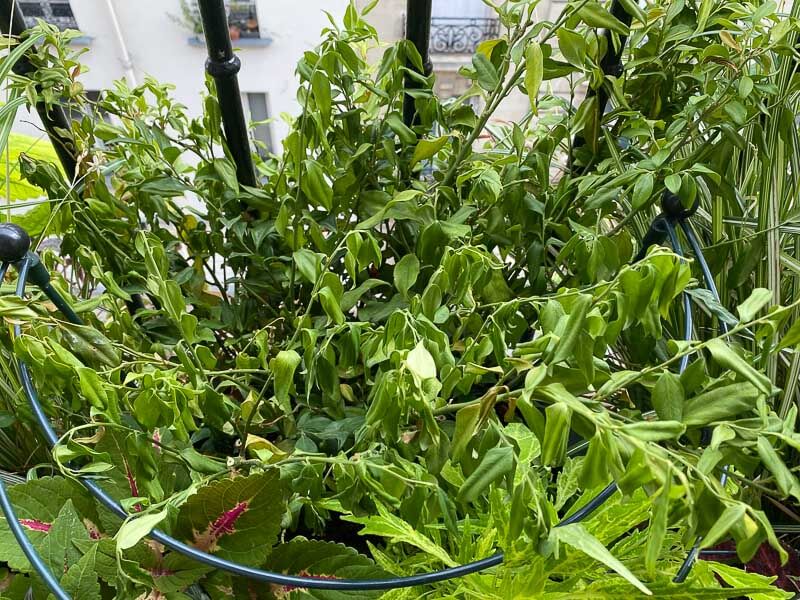 Excès d'eau pour un Sarcococca en pot, en été sur mon balcon parisien, Paris 19ème (75)