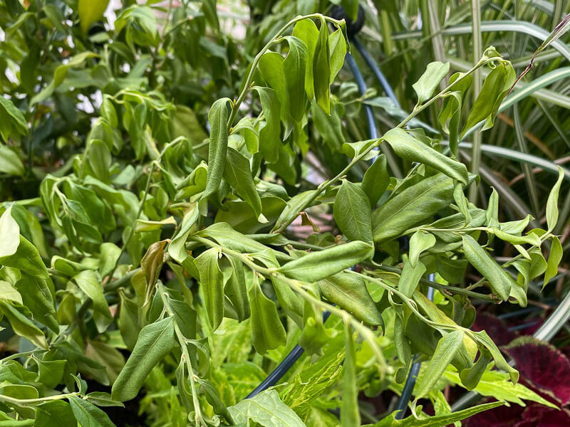 Excès d'eau pour un Sarcococca en pot, en été sur mon balcon parisien, Paris 19ème (75)