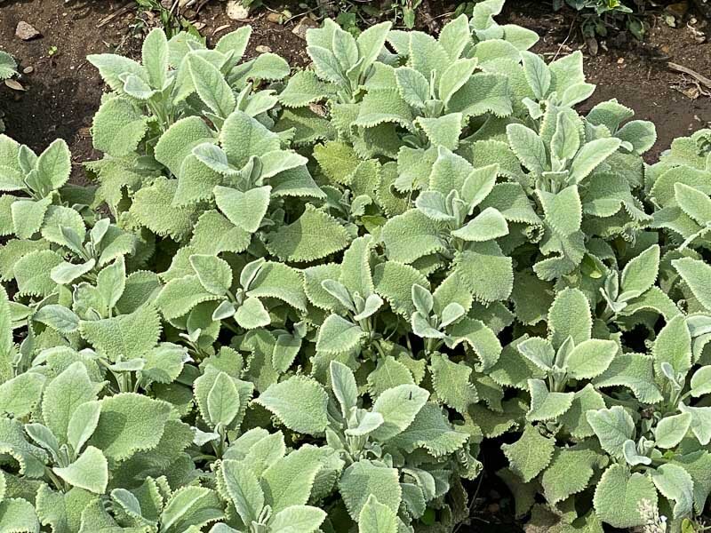 Sauge officinale, Salvia officinalis 'Crispa', en été dans le Jardin des Plantes, Paris 5ème (75)