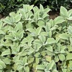 Sauge officinale, Salvia officinalis 'Crispa', en été dans le Jardin des Plantes, Paris 5ème (75)