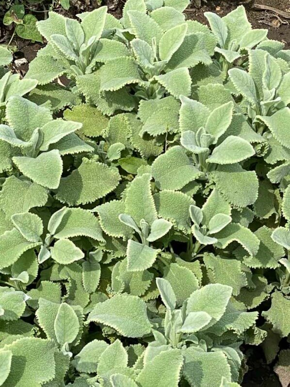 Sauge officinale, Salvia officinalis 'Crispa', en été dans le Jardin des Plantes, Paris 5ème (75)