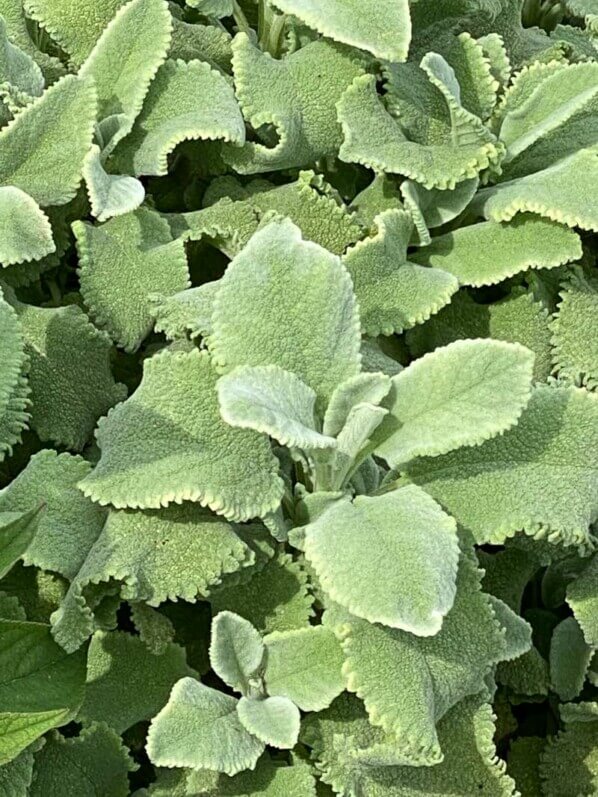 Sauge officinale, Salvia officinalis 'Crispa', en été dans le Jardin des Plantes, Paris 5ème (75)