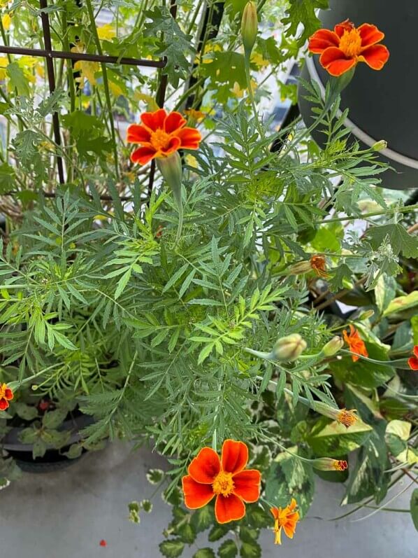 Tagetes patula 'Ground Control' en été sur mon balcon parisien, Paris 19ème (75)