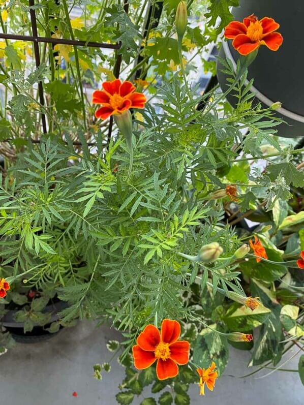 Tagetes patula 'Ground Control' en été sur mon balcon parisien, Paris 19ème (75)