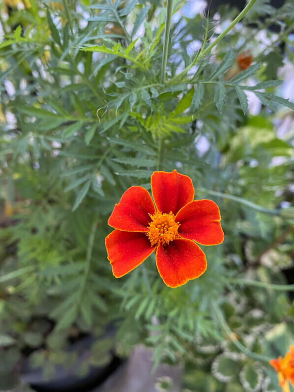 Tagetes patula 'Ground Control' en été sur mon balcon parisien, Paris 19ème (75)