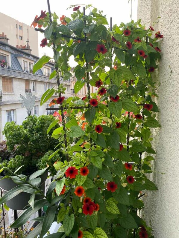 Suzanne-aux-yeux-noirs, Thunbergia alata, en été sur mon balcon parisien, Paris 19ème (75)