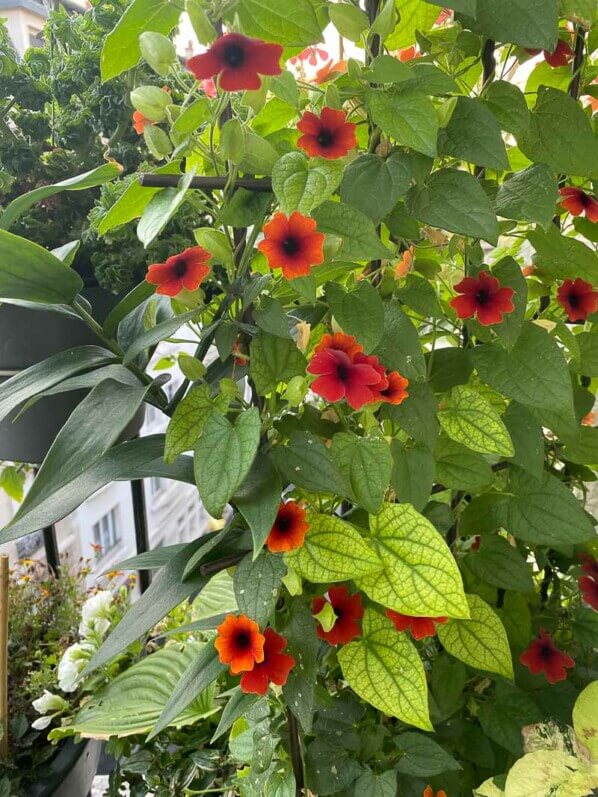 Suzanne-aux-yeux-noirs, Thunbergia alata, en été sur mon balcon parisien, Paris 19ème (75)