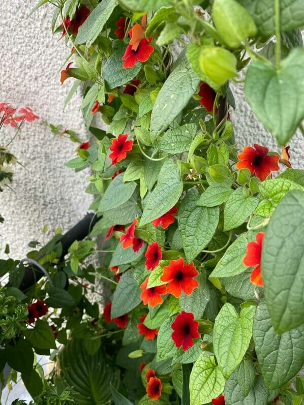 Suzanne-aux-yeux-noirs, Thunbergia alata, en été sur mon balcon parisien, Paris 19ème (75)