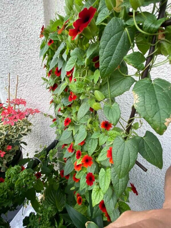 Suzanne-aux-yeux-noirs, Thunbergia alata, en été sur mon balcon parisien, Paris 19ème (75)