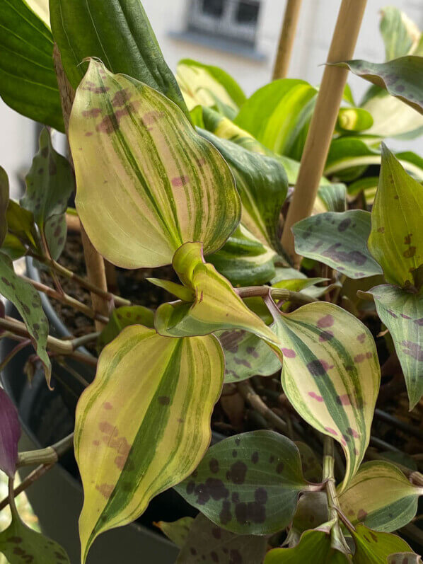 Lire la suite à propos de l’article La belle panachure de Tinantia pringlei ‘Variegata’ est de retour