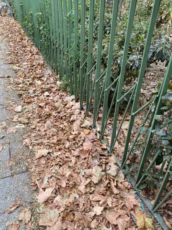 Feuilles mortes sur le trottoir en été dans le boulevard Richard Lenoir, Paris 11e (75)