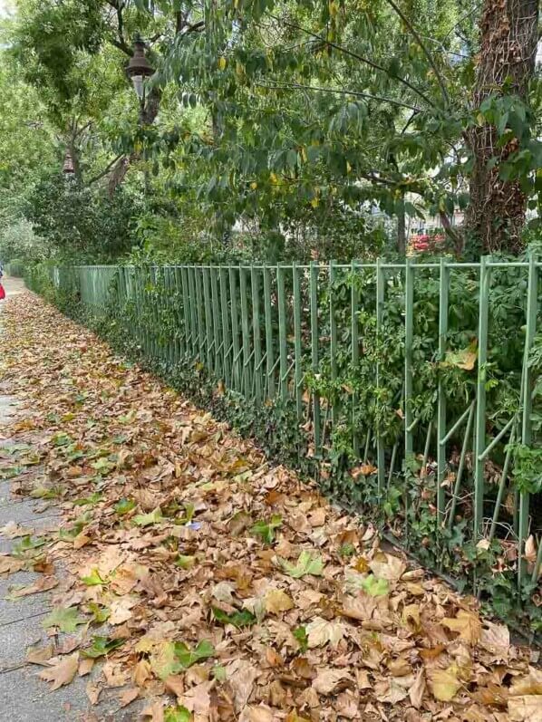 Feuilles mortes sur le trottoir en été dans le boulevard Richard Lenoir, Paris 11e (75)