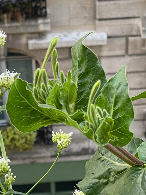 Boutons floraux de ma belle-de-nuit odorante (Mirabilis longiflora) en été sur mon balcon parisien, Paris 19ème (75)