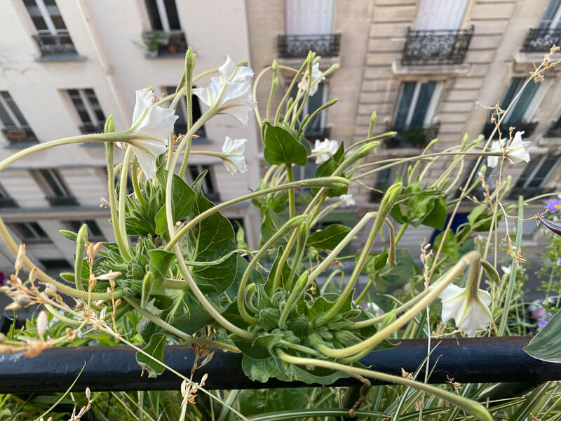 Mirabilis longiflora en été sur mon balcon parisien, Paris 19ème (75)
