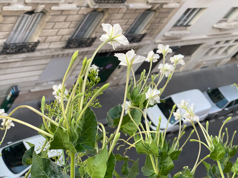 Mirabilis longiflora en été sur mon balcon parisien, Paris 19ème (75)