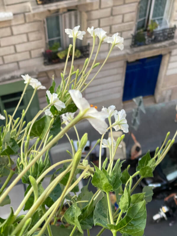 Mirabilis longiflora en été sur mon balcon parisien, Paris 19ème (75)