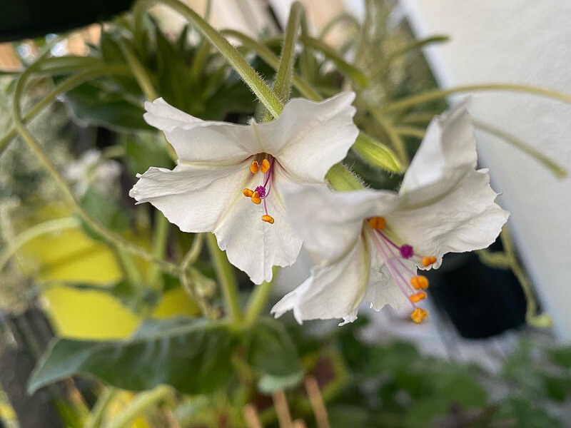 Mirabilis longiflora en été sur mon balcon parisien, Paris 19ème (75)