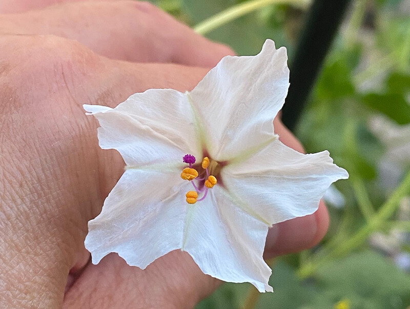 Mirabilis longiflora en été sur mon balcon parisien, Paris 19ème (75)