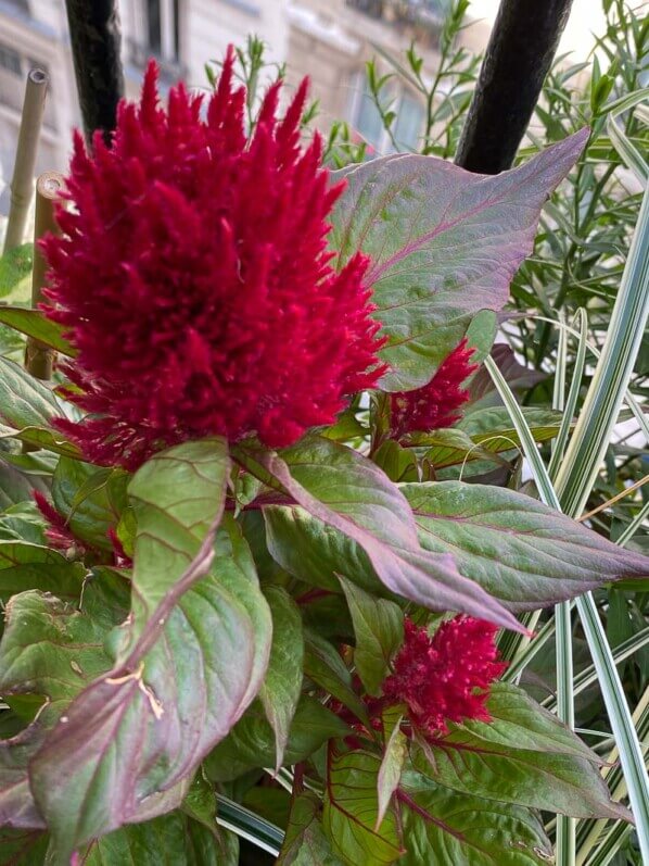 Célosie (Celosia plumosa) New Look en été sur mon balcon parisien, Paris 19ème (75)