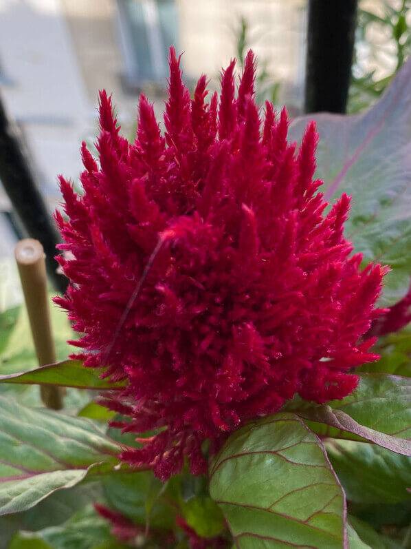 Célosie (Celosia plumosa) New Look en été sur mon balcon parisien, Paris 19ème (75)