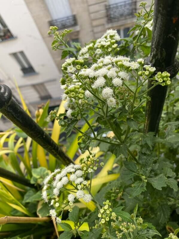 Eupatoire, Eupatorium 'Lucky Melody', en été sur mon balcon parisien, Paris 19ème (75)