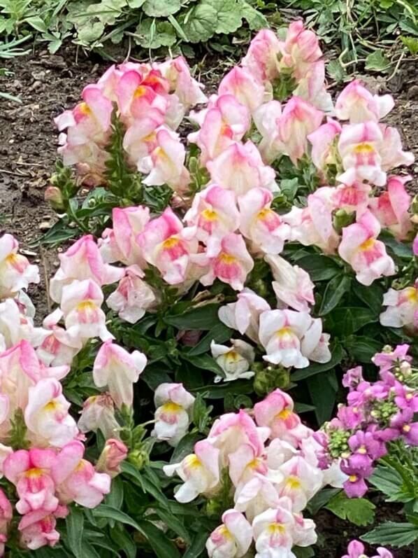 Muflier Snapshot 'Appleblossom' en été dans le Jardin des Plantes, Paris 5ème (75)