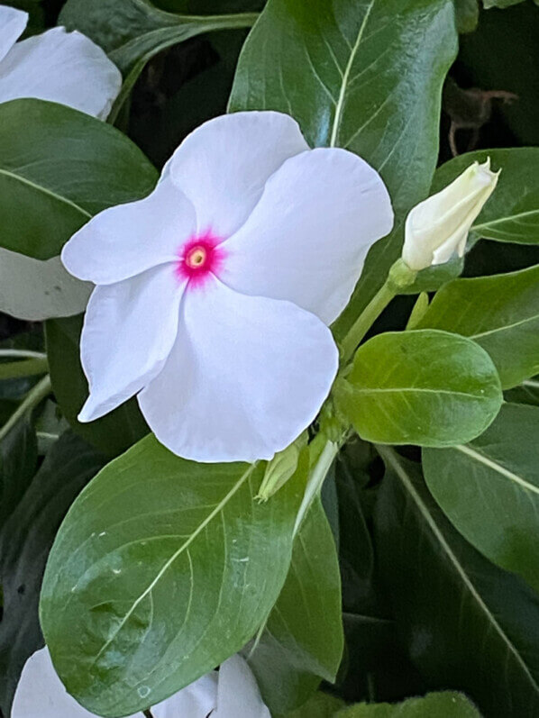 Pervenche de Madagascar en été sur mon balcon parisien, Paris 19ème (75)