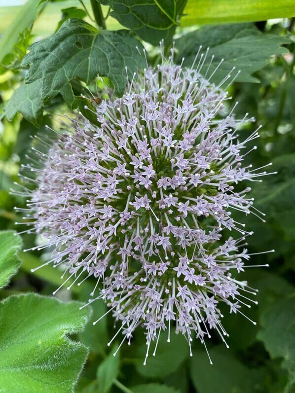 Trachelium caeruleum ‘Passion Lilas’ en été sur mon balcon parisien, Paris 19ème (75)