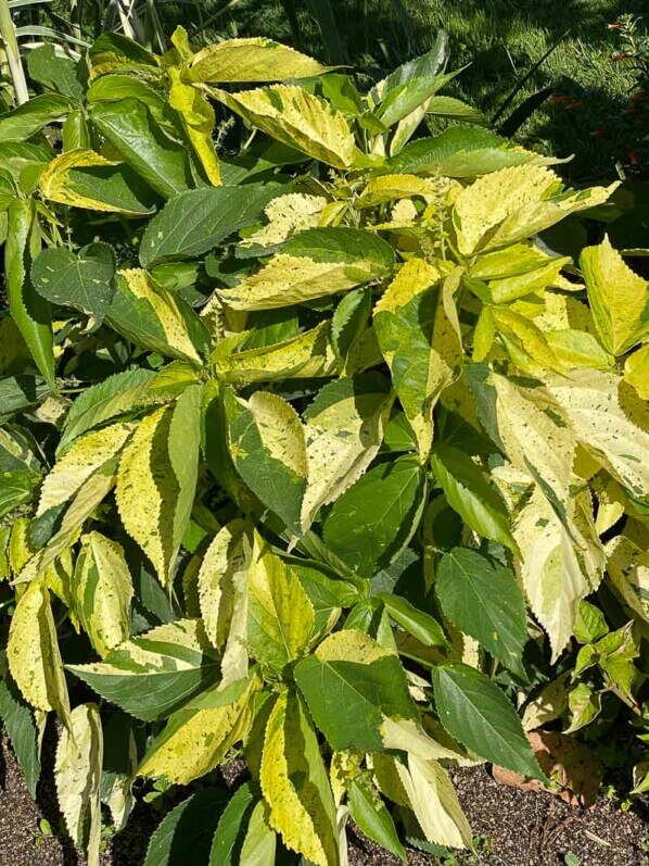 Acalypha 'Gibraltar' en été dans le Jardin des Plantes, Paris 5e (75)