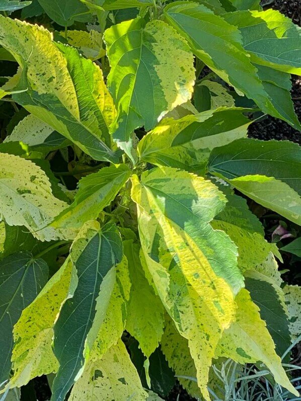 Acalypha 'Gibraltar' en été dans le Jardin des Plantes, Paris 5e (75)