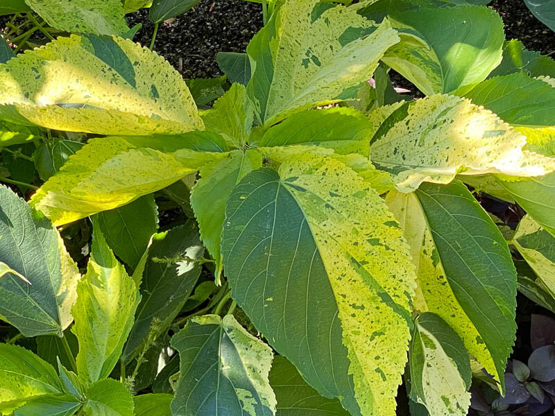 Acalypha 'Gibraltar' en été dans le Jardin des Plantes, Paris 5e (75)